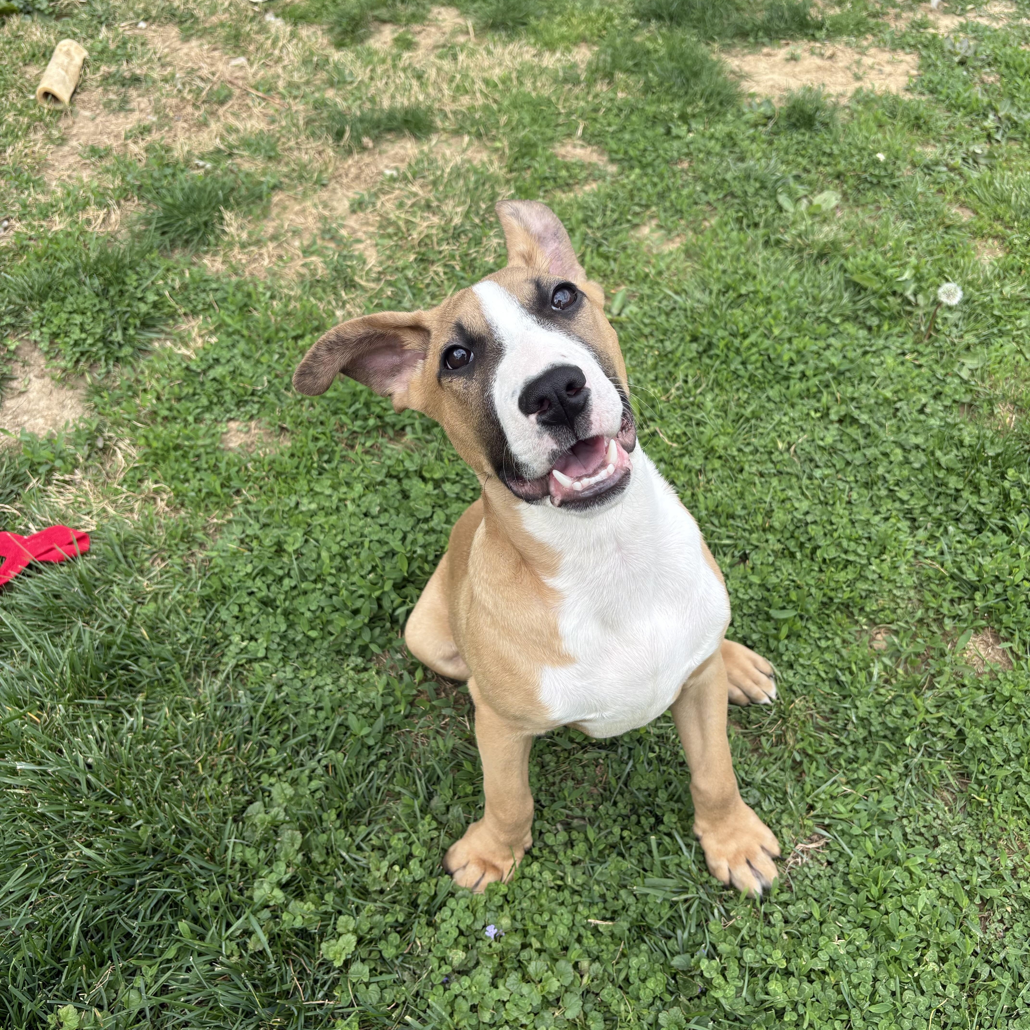 Enlarge Boomer, a ADOPTABLE mixed breed in Cincinnati, OH image 4/4