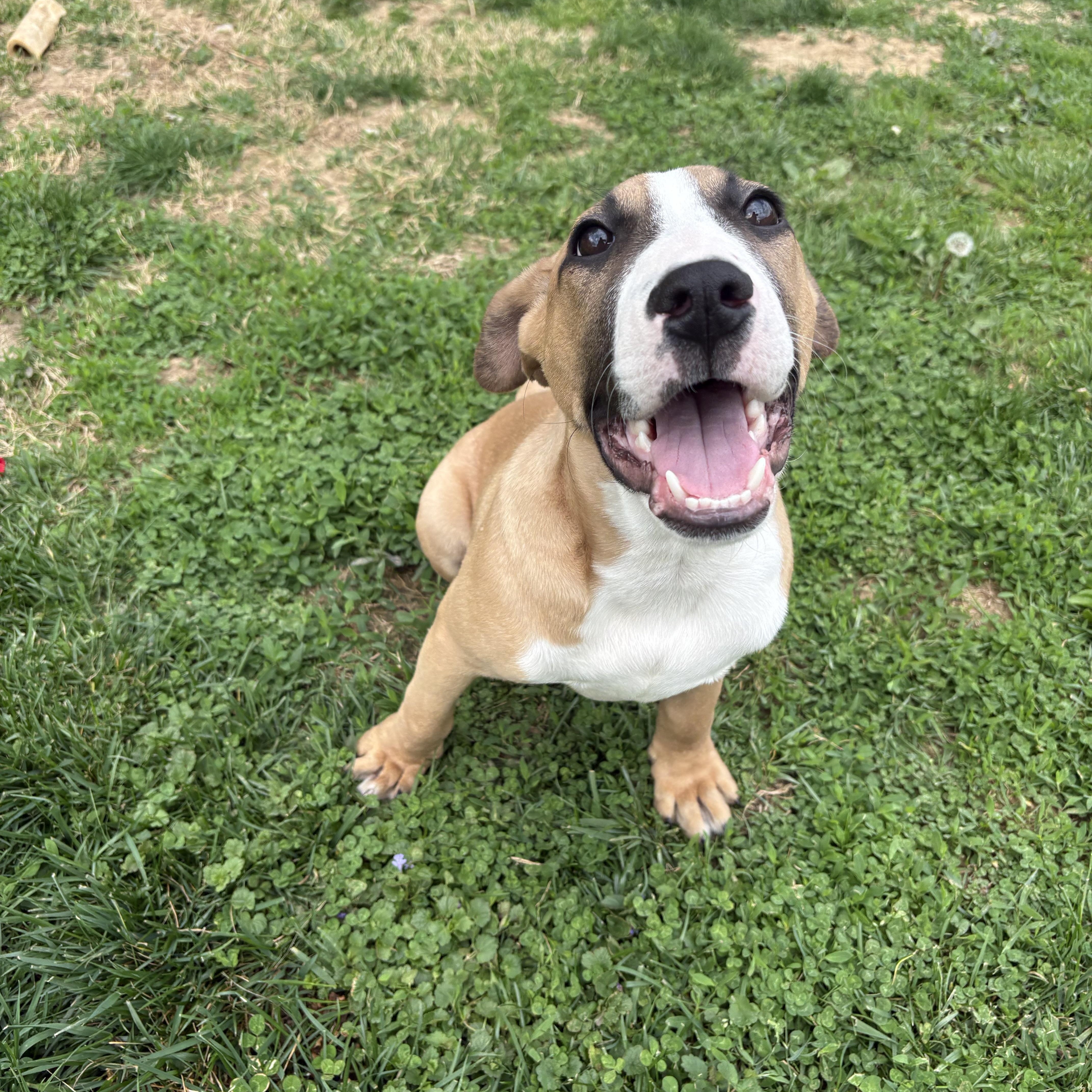 Boomer, ADOPTABLE, Puppy Male Boxer.
