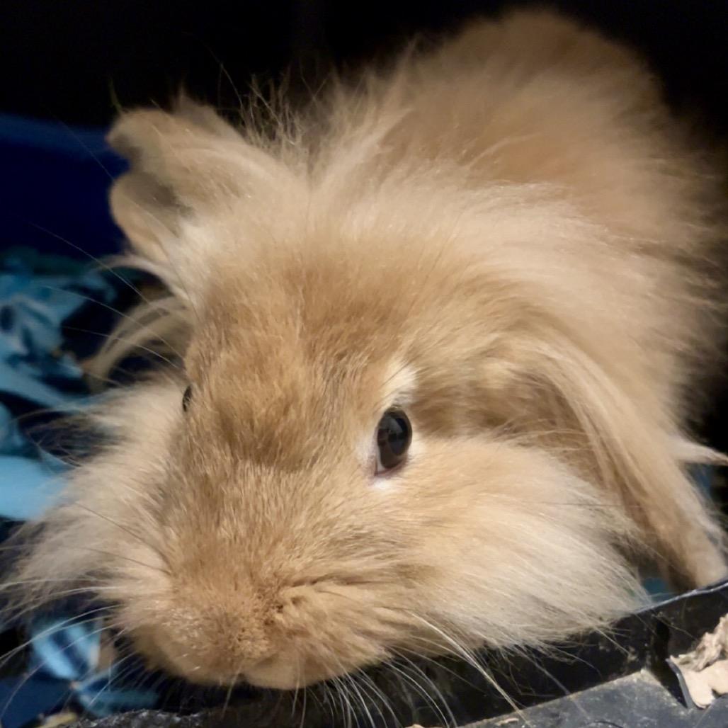 Enlarge Daisley, a Adoptable Bunny Rabbit in North Canton, OH image 1/3