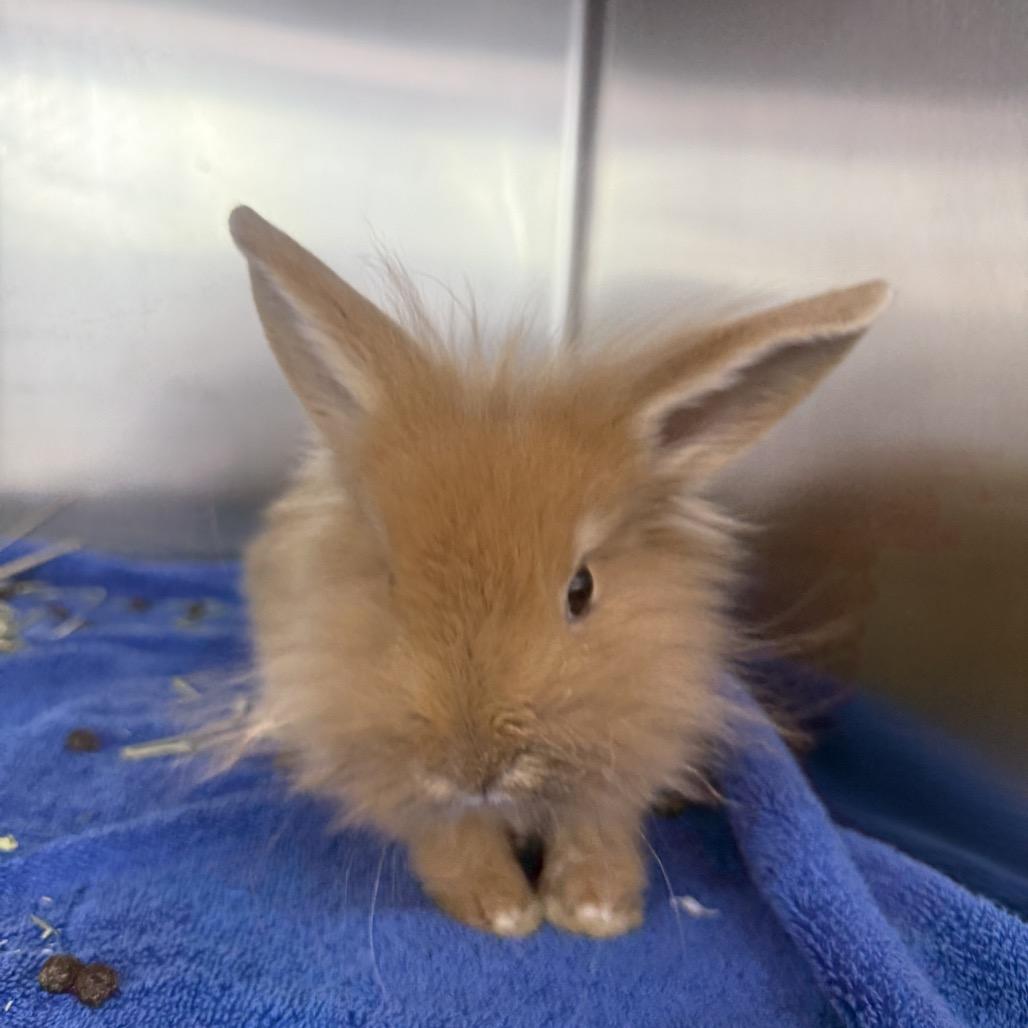 Enlarge Daisley, a Adoptable Bunny Rabbit in North Canton, OH image 2/3