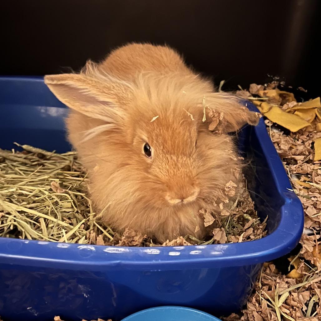 Enlarge Daisley, a Adoptable Bunny Rabbit in North Canton, OH image 3/3
