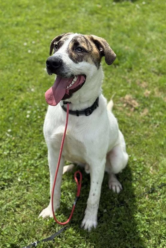 Enlarge Max, a ADOPTABLE mixed breed in Keswick, ON image 3/3