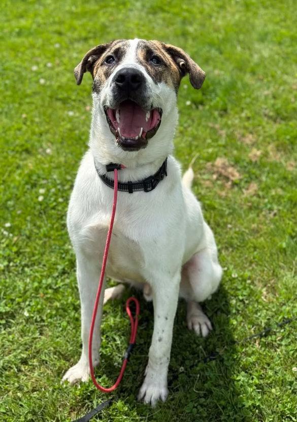 Enlarge Max, a ADOPTABLE mixed breed in Keswick, ON image 2/3