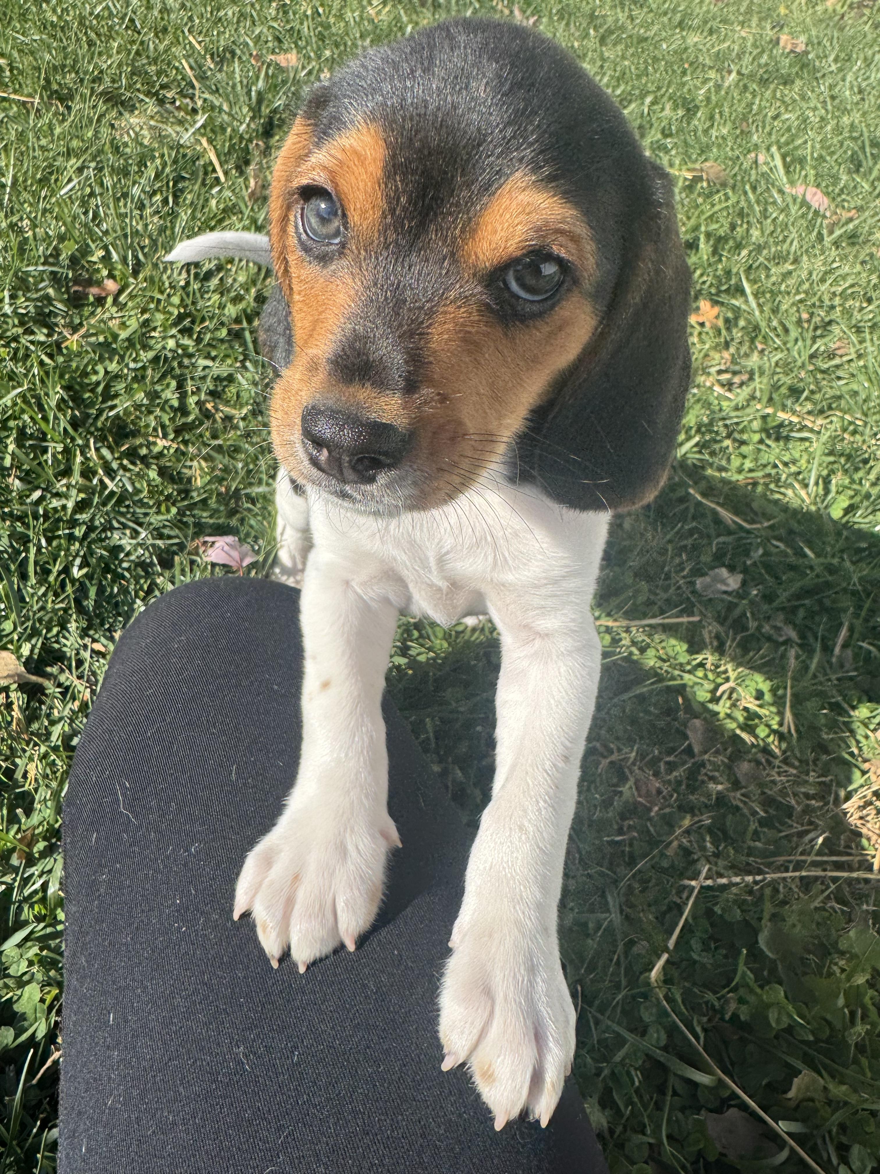 Opie, ADOPTABLE, Puppy Male Beagle.