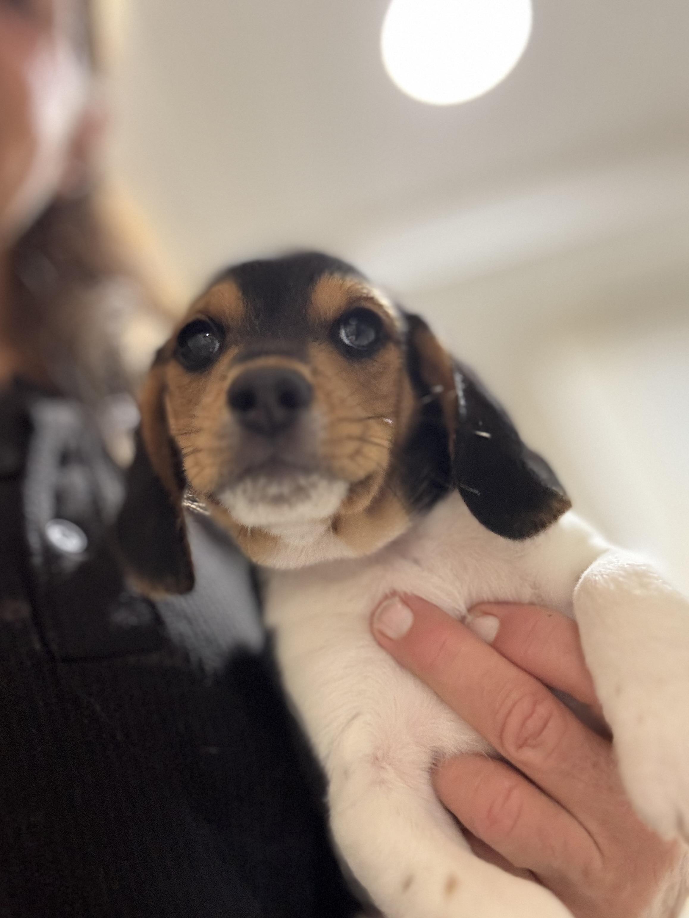Enlarge Opie, a ADOPTABLE Beagle in Stuarts Draft, VA image 2/4
