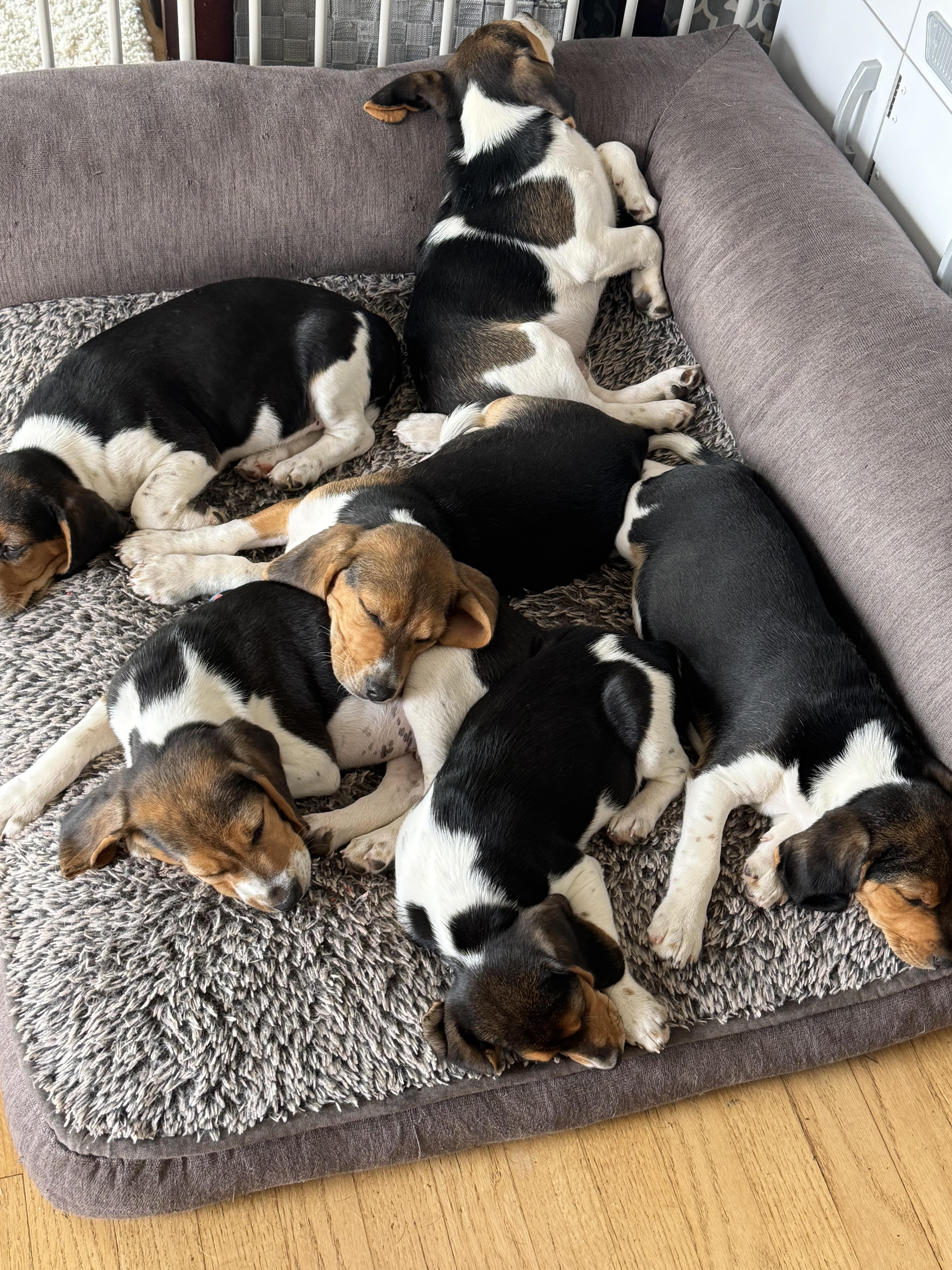 Enlarge Opie, a ADOPTABLE Beagle in Stuarts Draft, VA image 3/4