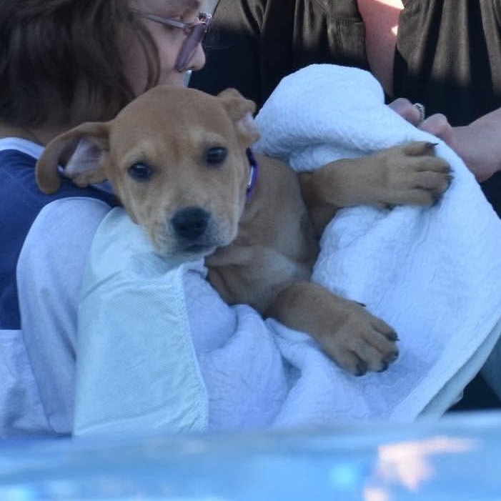 Enlarge Brother aka Linus, a Adoptable mixed breed in Griswold, CT image 4/4