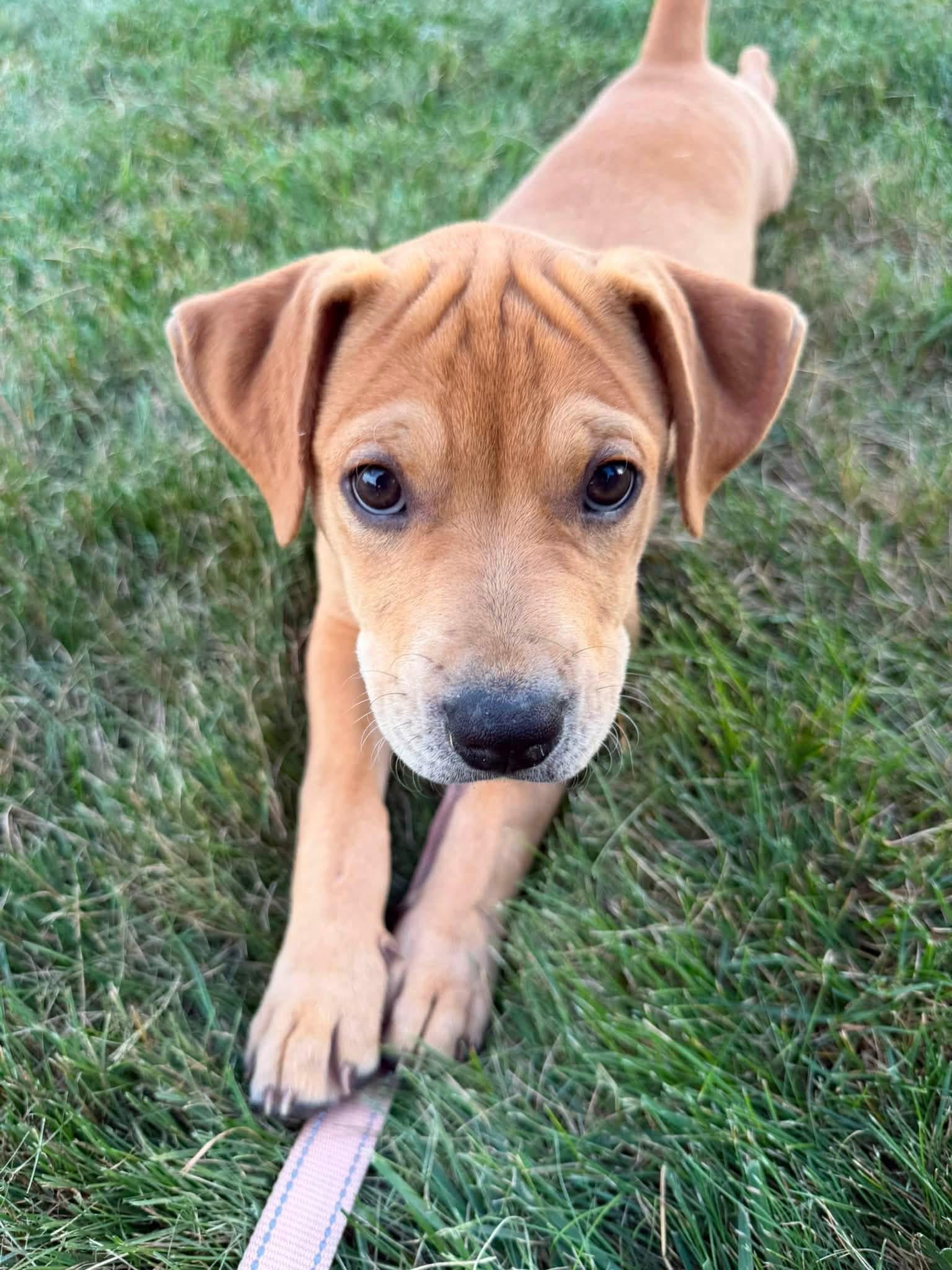Enlarge Brother aka Linus, a Adoptable mixed breed in Griswold, CT image 2/4