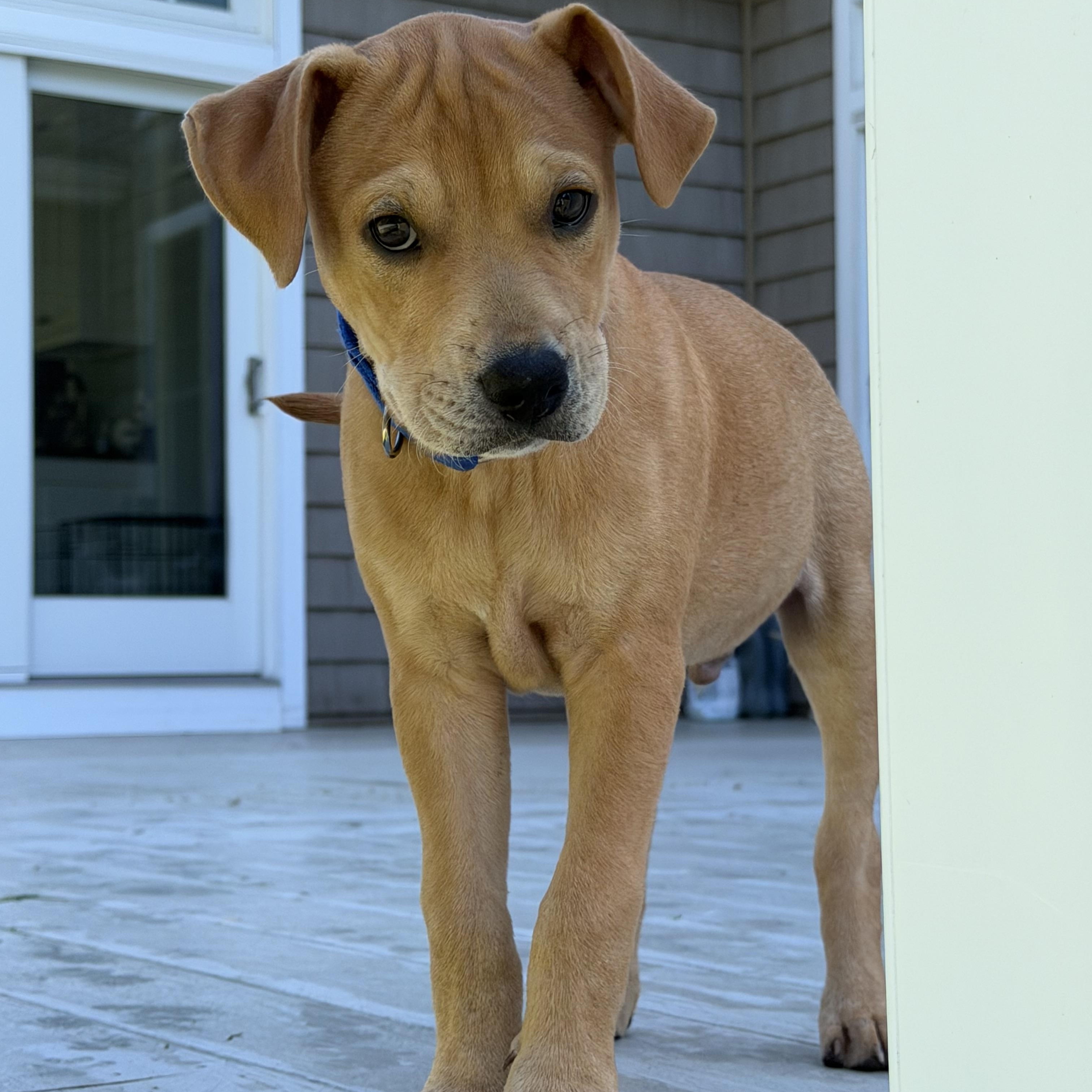 Brother aka Linus, Adoptable, Puppy Male Labrador Retriever & Chihuahua.