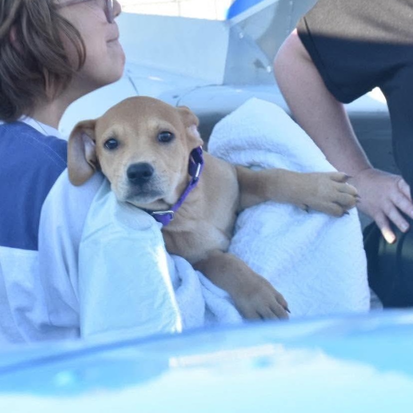Enlarge Brother aka Linus, a Adoptable mixed breed in Griswold, CT image 3/4