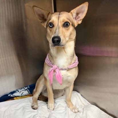 Enlarge Pinky, a Adoptable Mixed Breed in Denison, TX image 1/2