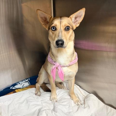 Enlarge Pinky, a Adoptable Mixed Breed in Denison, TX image 2/2