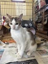 Liberty, an adoptable Domestic Short Hair in El Reno, OK, 73036 | Photo Image 1