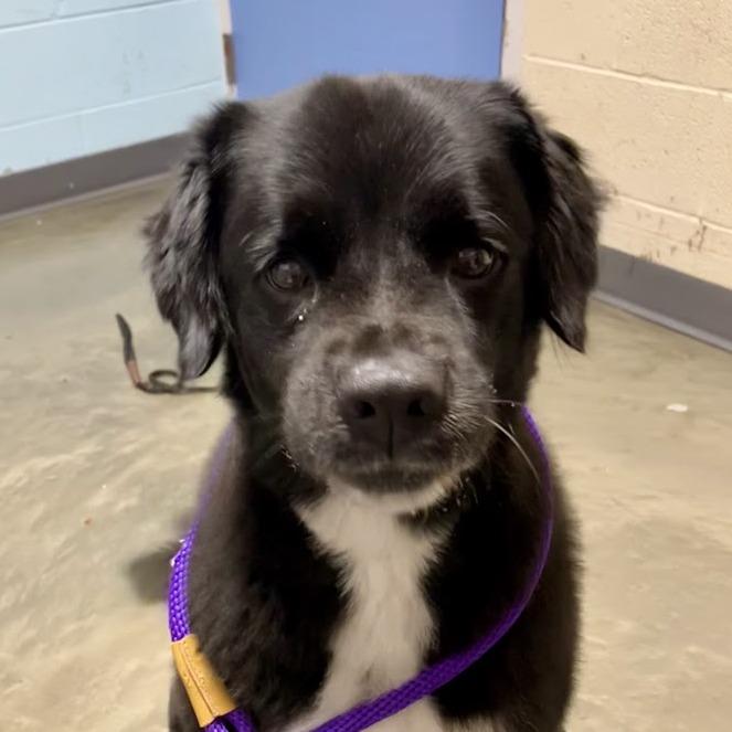 Russell, Adoptable, Senior Male Mixed Breed.