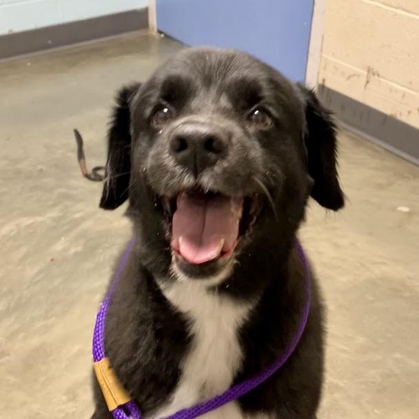 Enlarge Russell, a Adoptable Mixed Breed in DeKalb, IL image 2/3