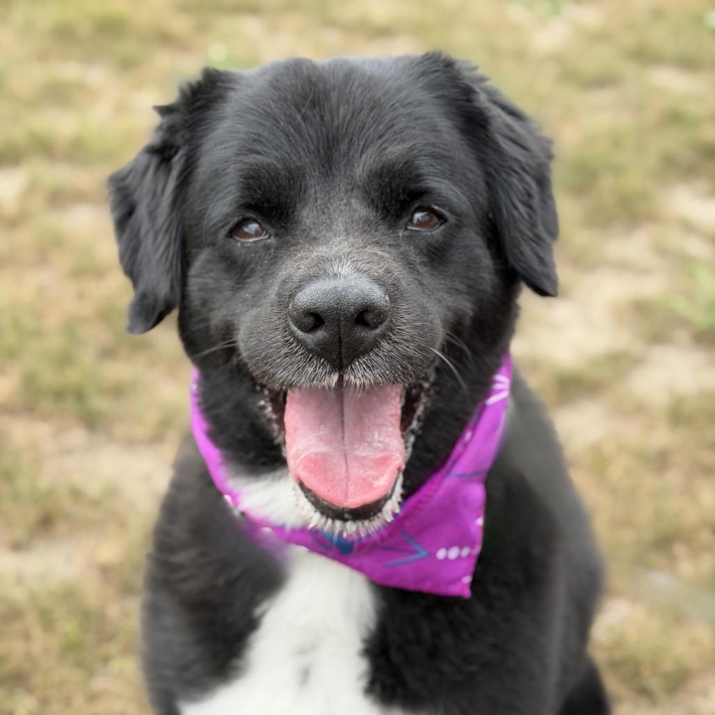 Enlarge Russell, a Adoptable Mixed Breed in DeKalb, IL image 3/3