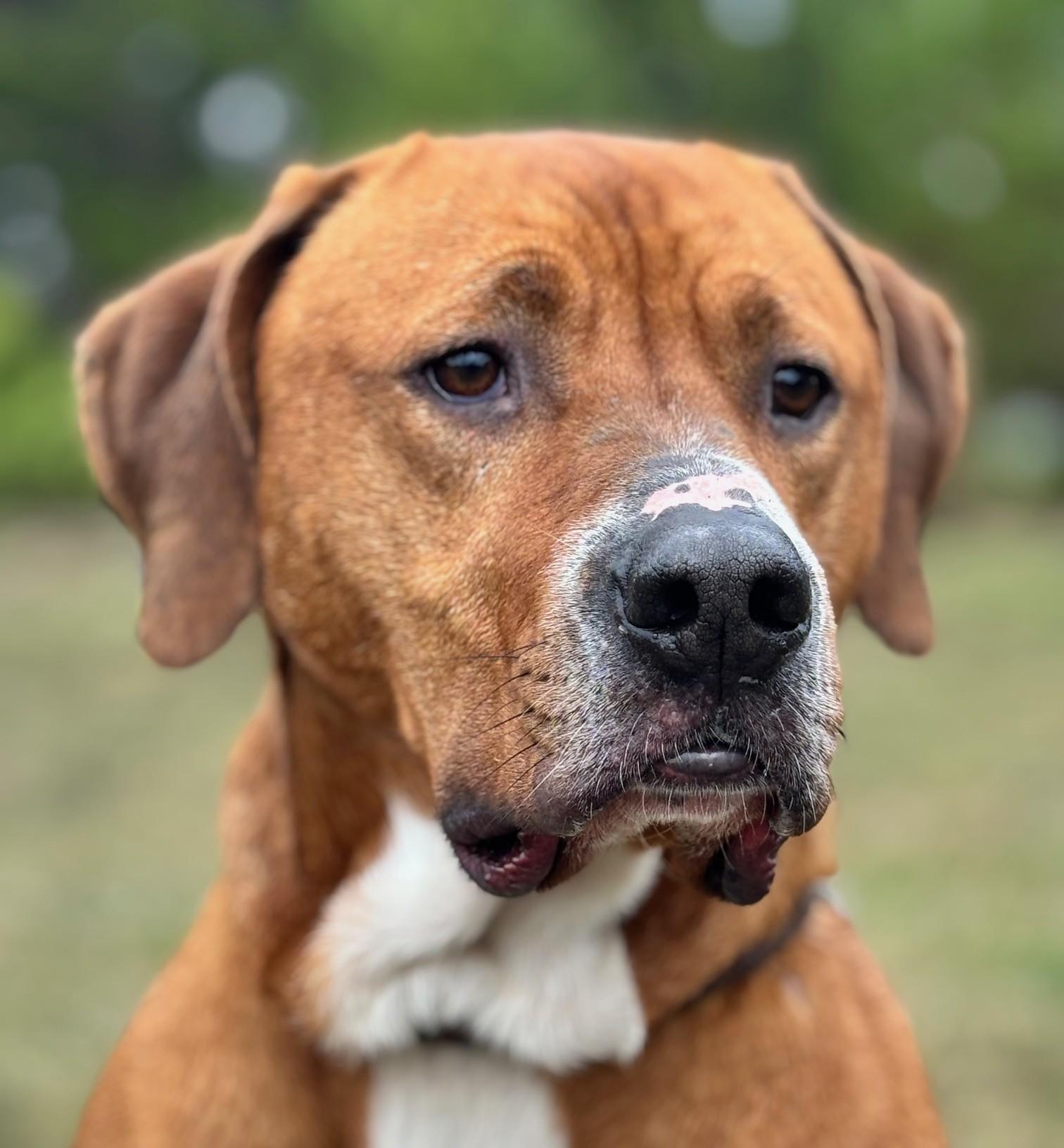 King Tut (also known as Todd), ADOPTABLE, Adult Male Terrier.