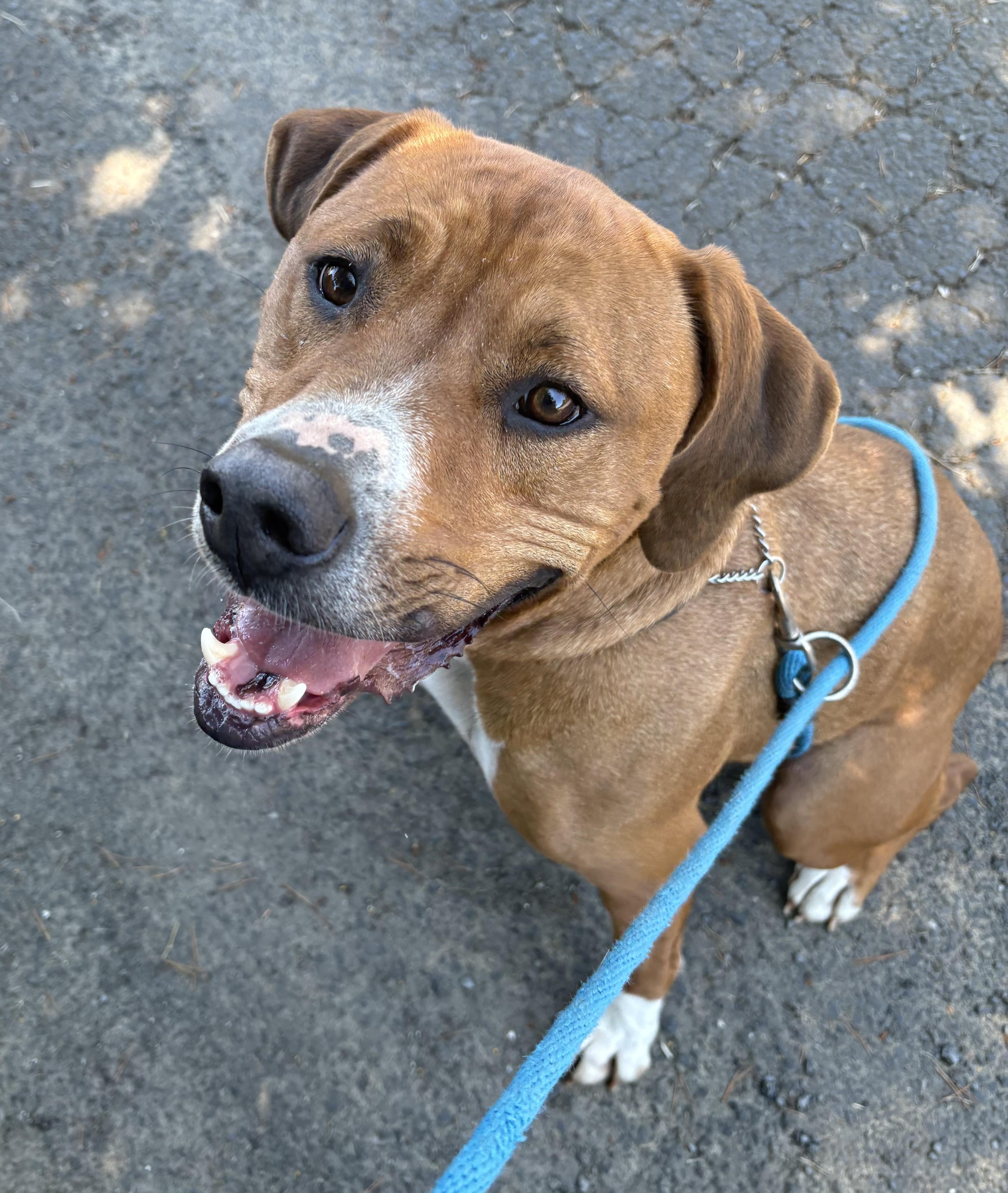 King Tut (also known as Todd), a ADOPTABLE mixed breed in Waldport, OR image 2/2