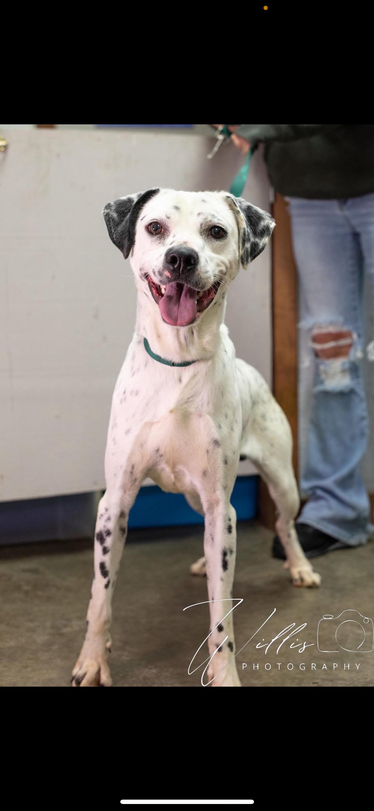 Enlarge Nash, a ADOPTABLE mixed breed in Stormville, NY image 1/1