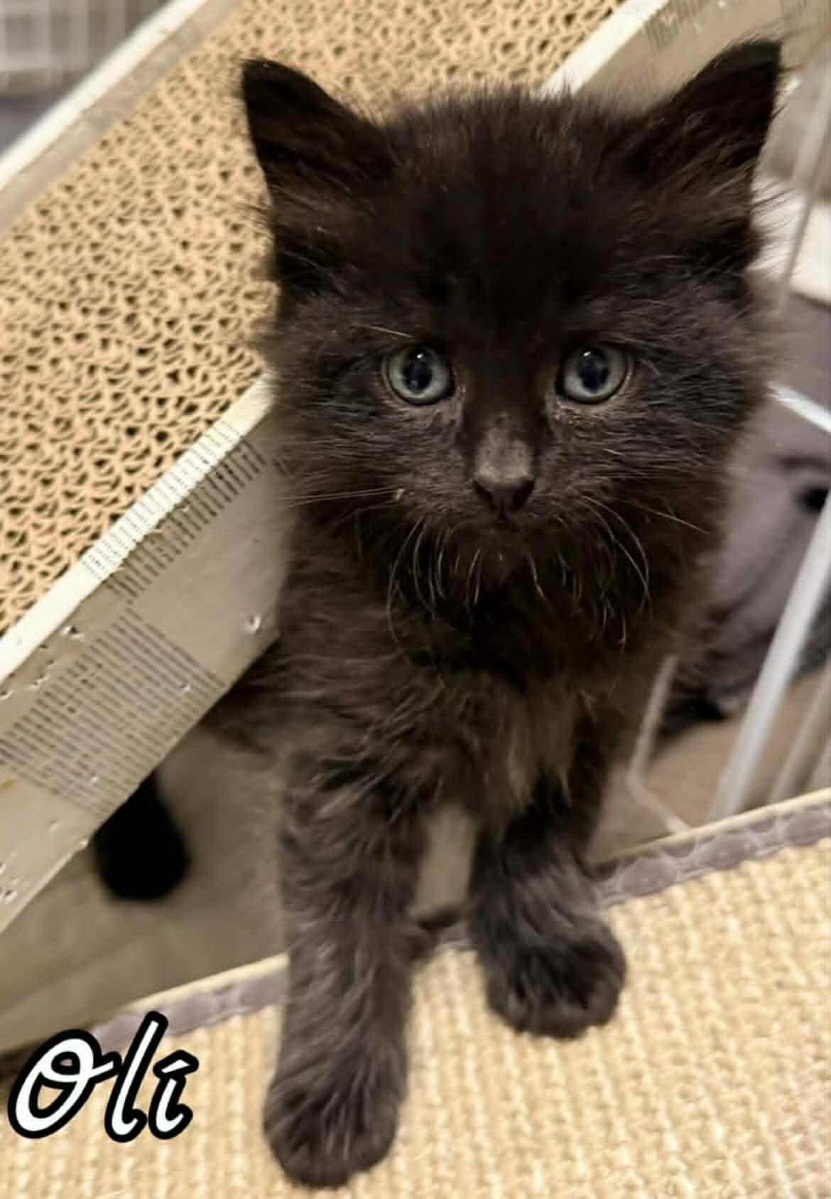 Enlarge Oli, a ADOPTABLE Domestic Medium Hair in Woodmere, NY image 1/1