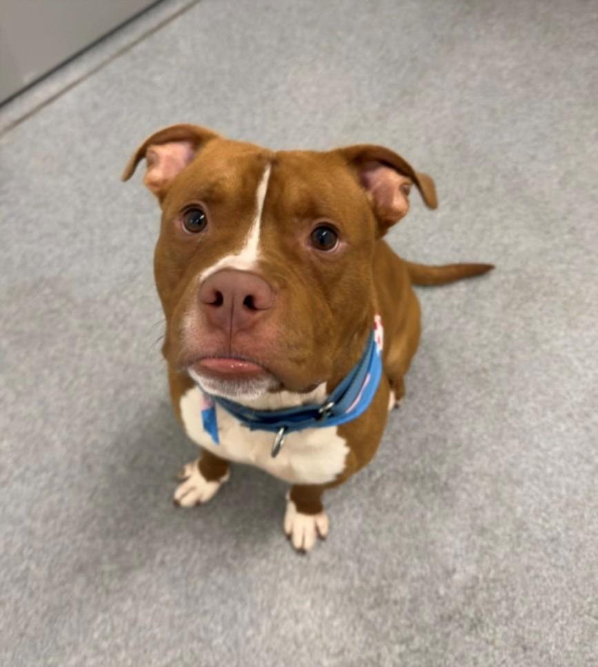 Enlarge TROUSER, a Adoptable mixed breed in Toledo, OH image 1/1
