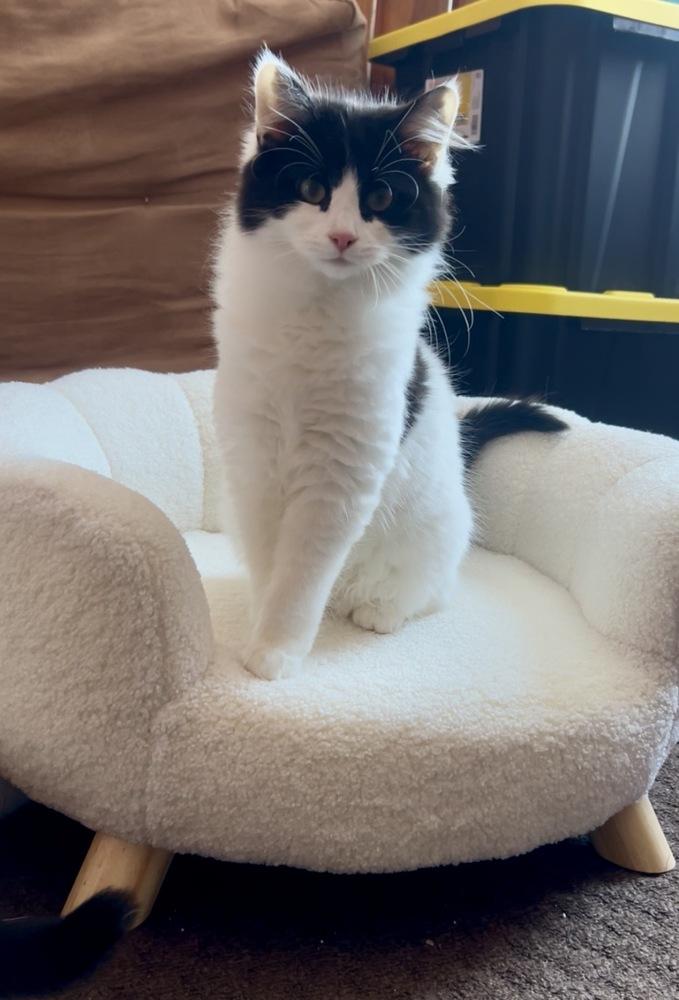 Stella (26-020 C), Adoptable, Kitten Female Domestic Long Hair.