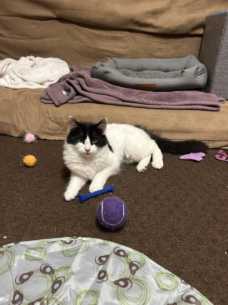 Enlarge Stella (26-020 C), a Adoptable Domestic Long Hair in Lansing, MI image 3/5