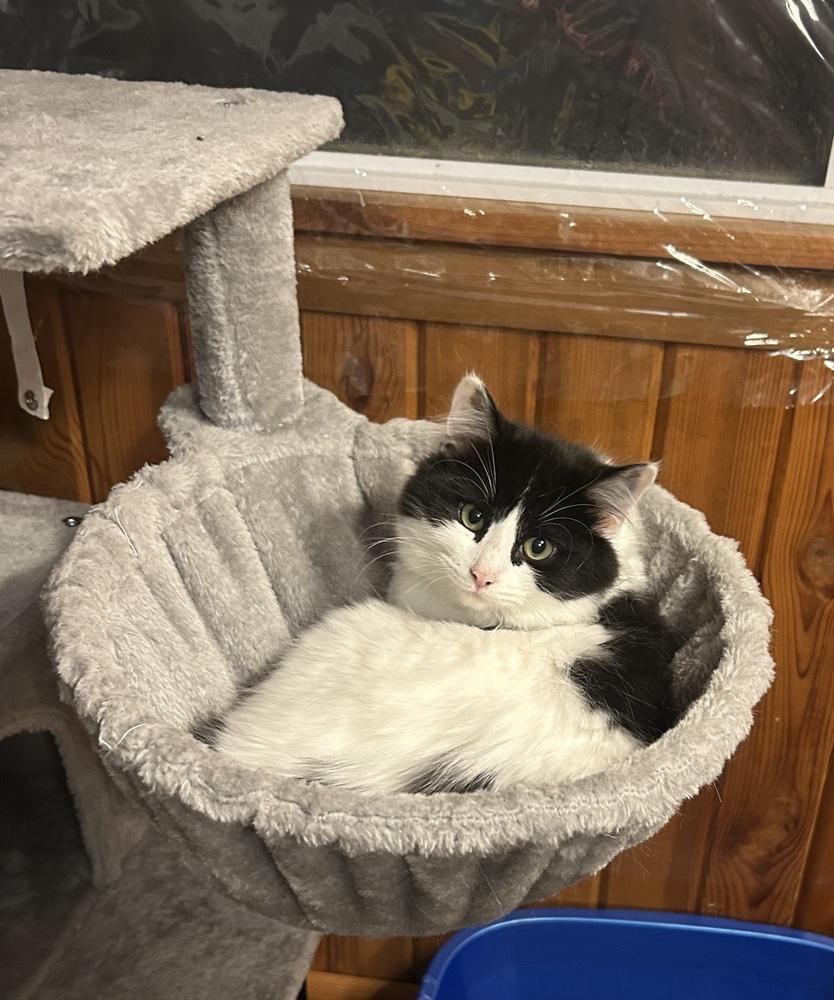 Enlarge Stella (26-020 C), a Adoptable Domestic Long Hair in Lansing, MI image 4/5