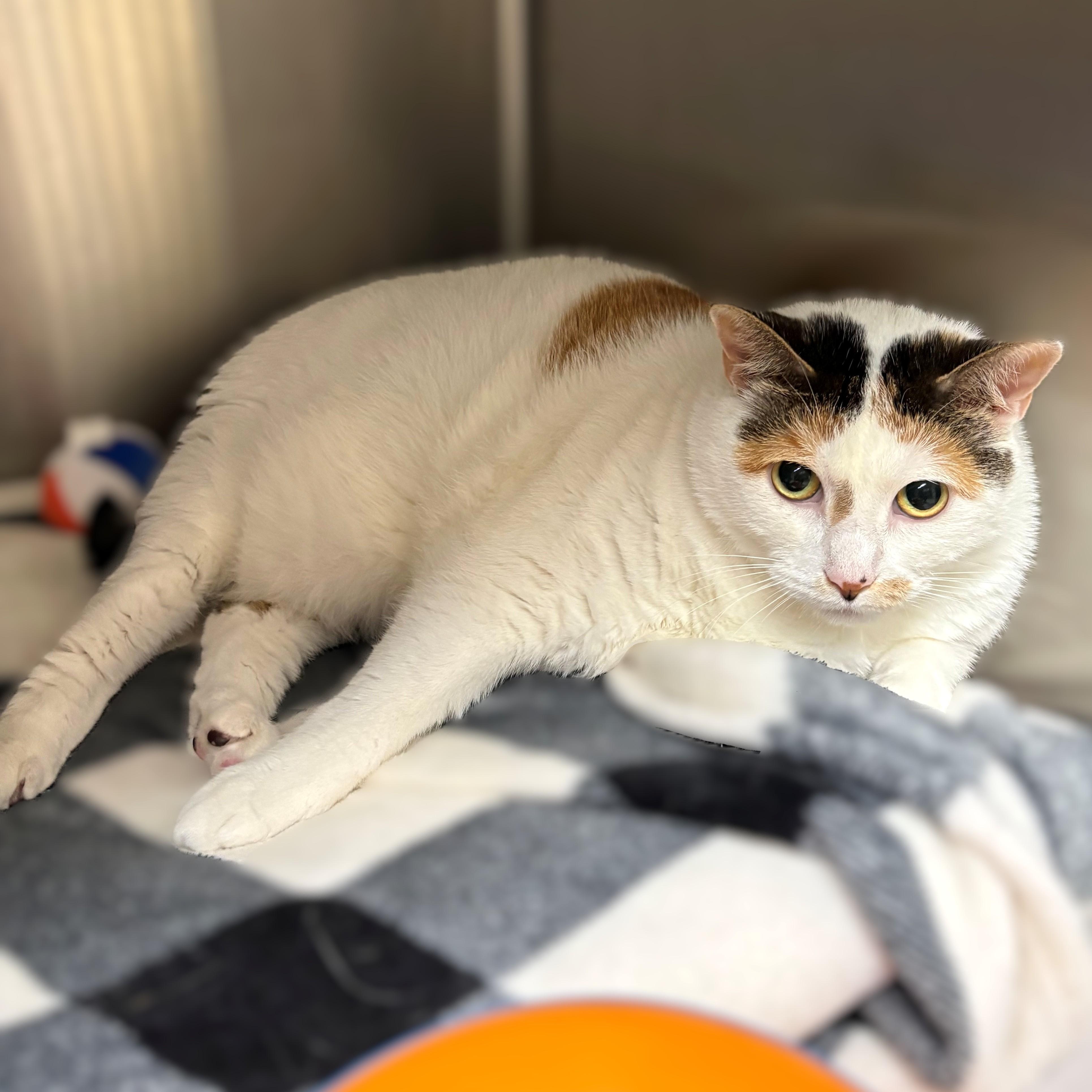 Enlarge Bella- 51570, a ADOPTABLE Domestic Short Hair in Columbia, MD image 1/2