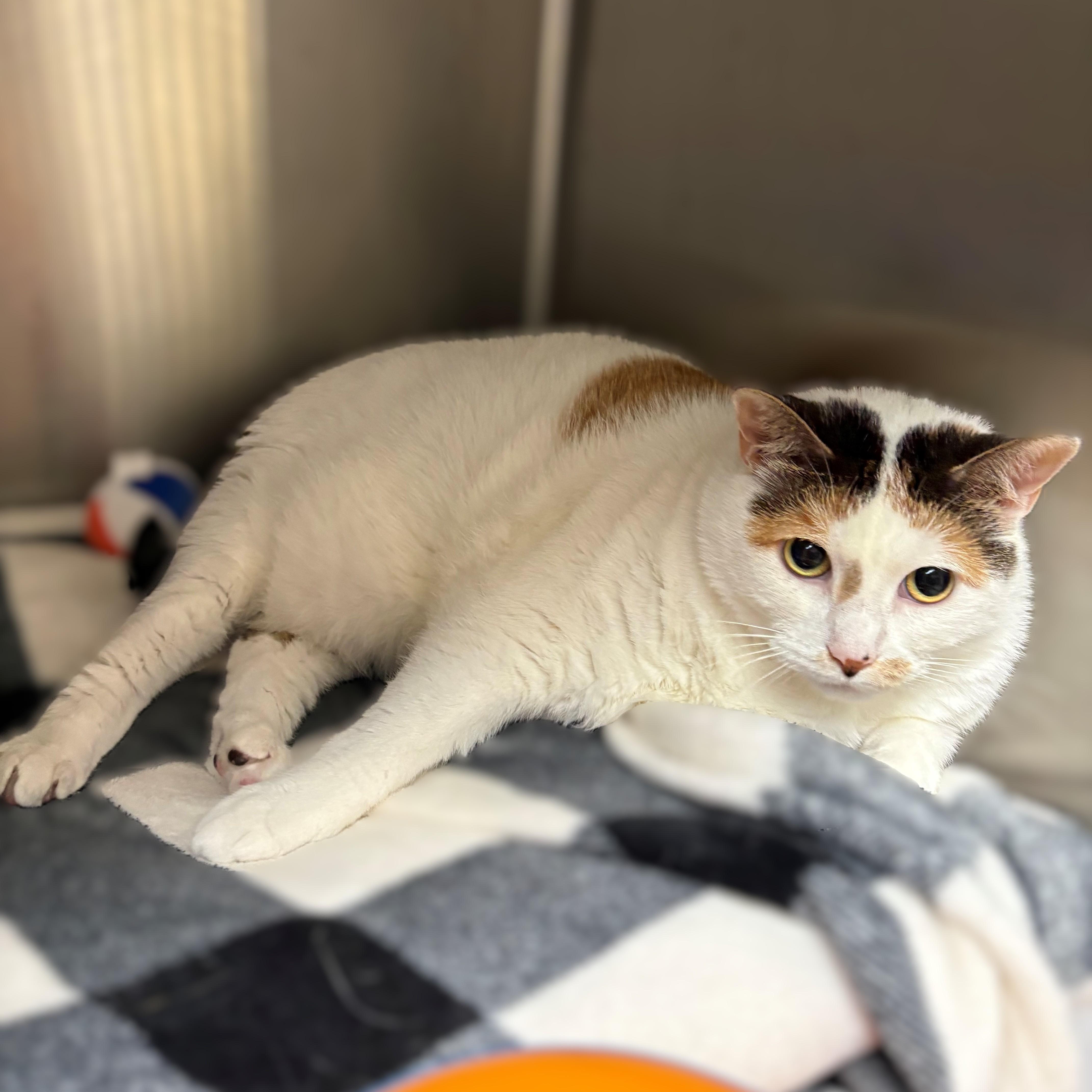 Enlarge Bella- 51570, a ADOPTABLE Domestic Short Hair in Columbia, MD image 2/2