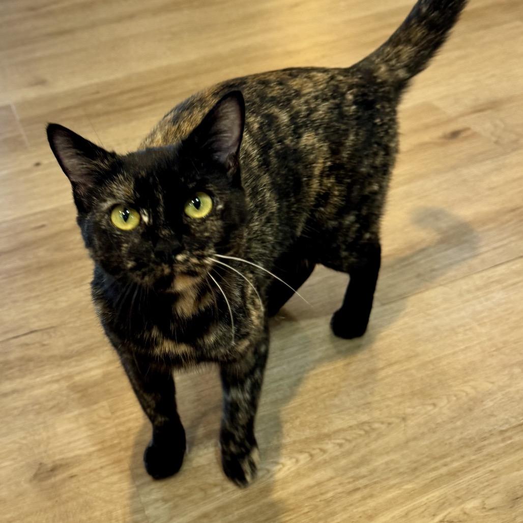 Minty, a Adoptable Domestic Short Hair in Silver Spring, MD image 1/3