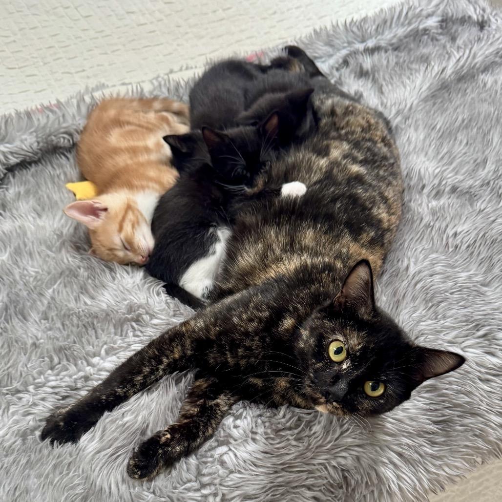 Minty, a Adoptable Domestic Short Hair in Silver Spring, MD image 2/3