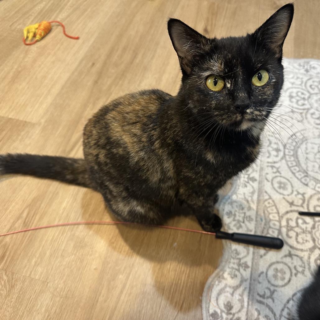 Minty, a Adoptable Domestic Short Hair in Silver Spring, MD image 3/3