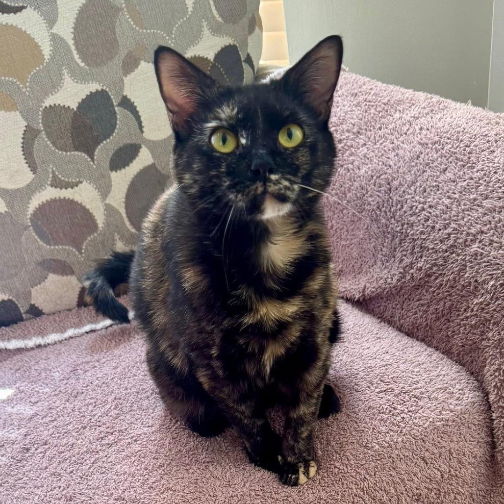 Enlarge Minty, a Adoptable Domestic Short Hair in Silver Spring, MD image 4/4