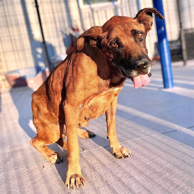 Enlarge WYBIE, a Adoptable mixed breed in Albuquerque, NM image 1/1