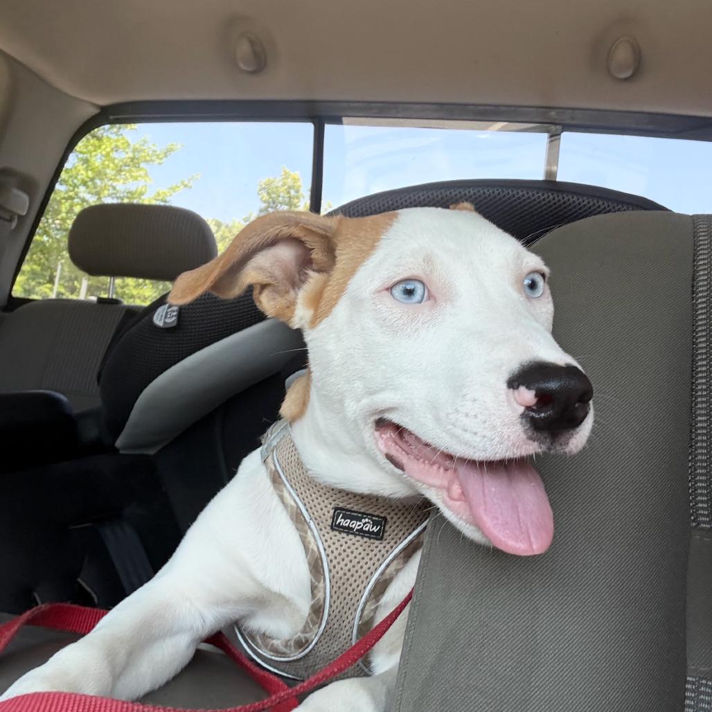 Tammy, a Adoptable mixed breed in Fort Smith, AR image 1/3