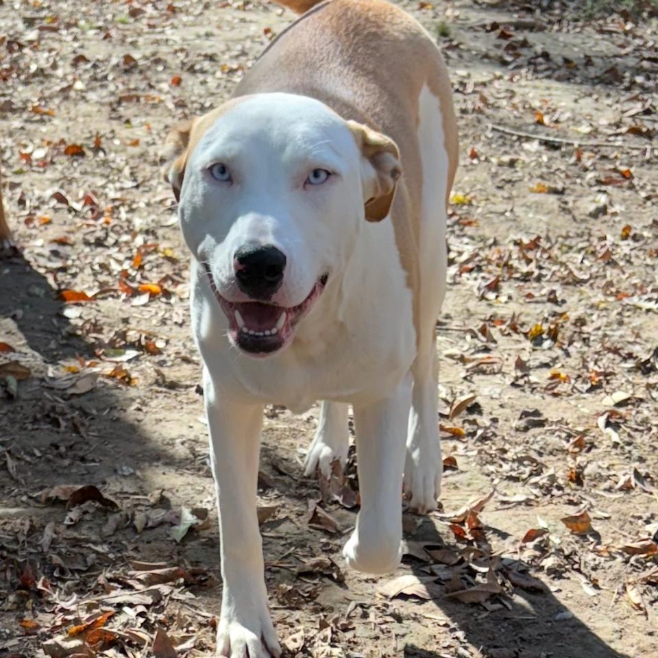 Tammy, a Adoptable mixed breed in Fort Smith, AR image 2/3