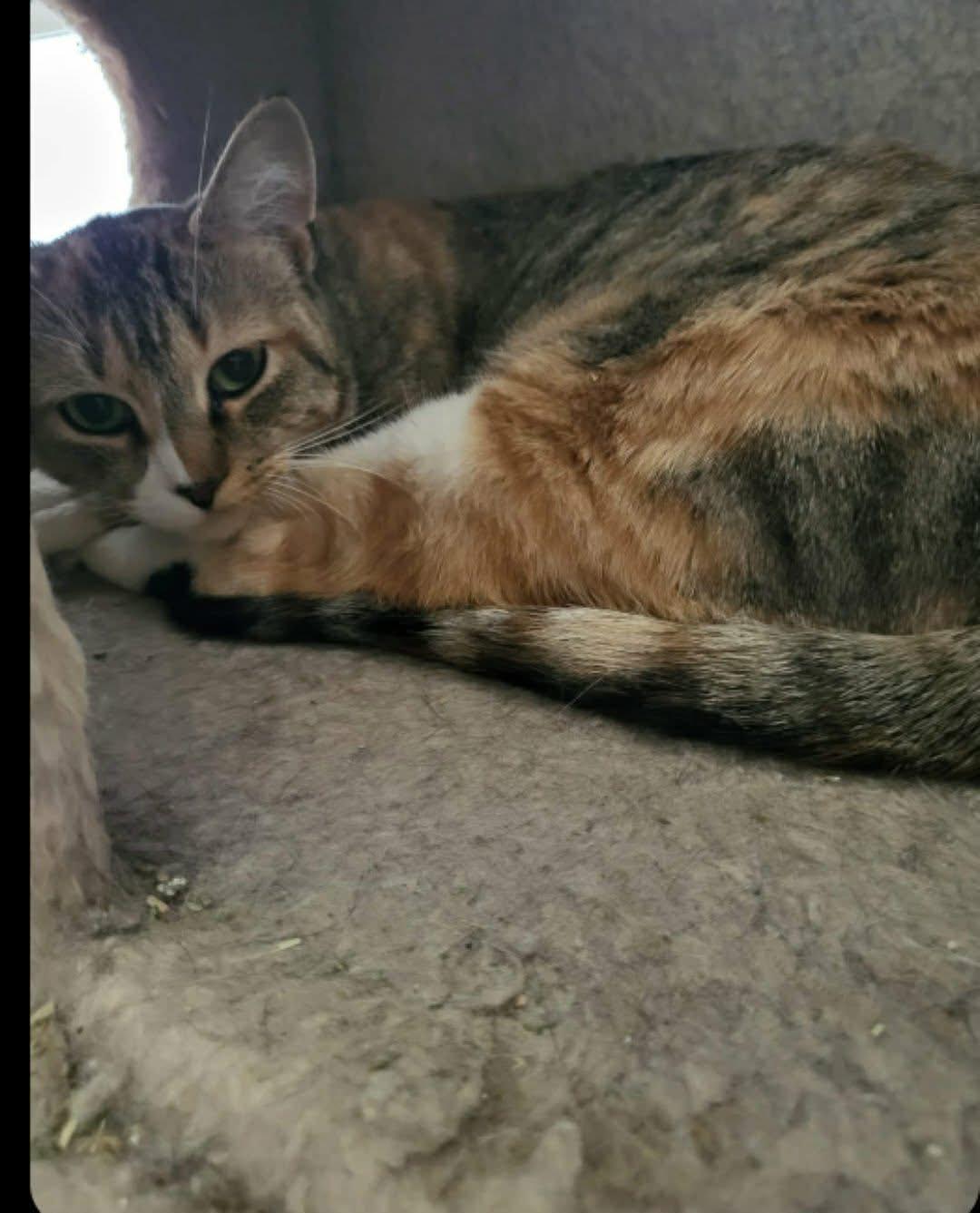 Enlarge Shelby  adoption fee waived with approved application , a ADOPTABLE Torbie in Enfield, CT image 3/3