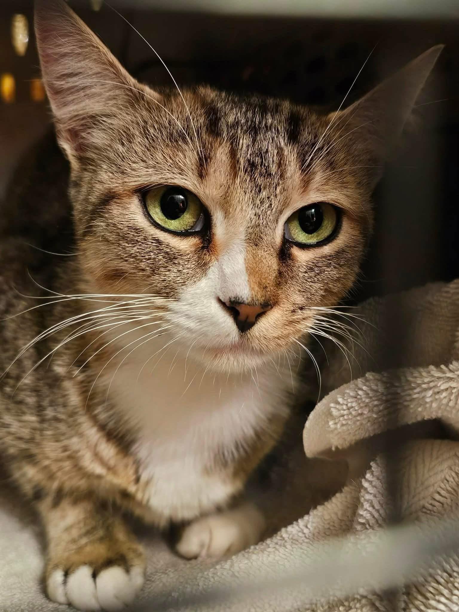 Shelby  adoption fee waived with approved application , ADOPTABLE, Young Female Torbie.