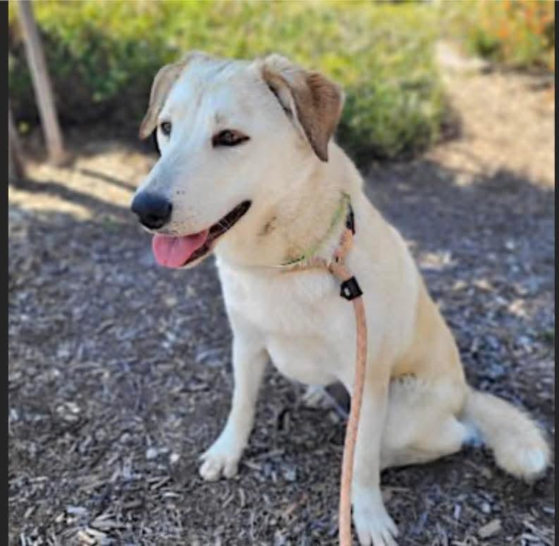 Enlarge Sunny, a Adopted Yellow Labrador Retriever in San Bernardino, CA image 1/3