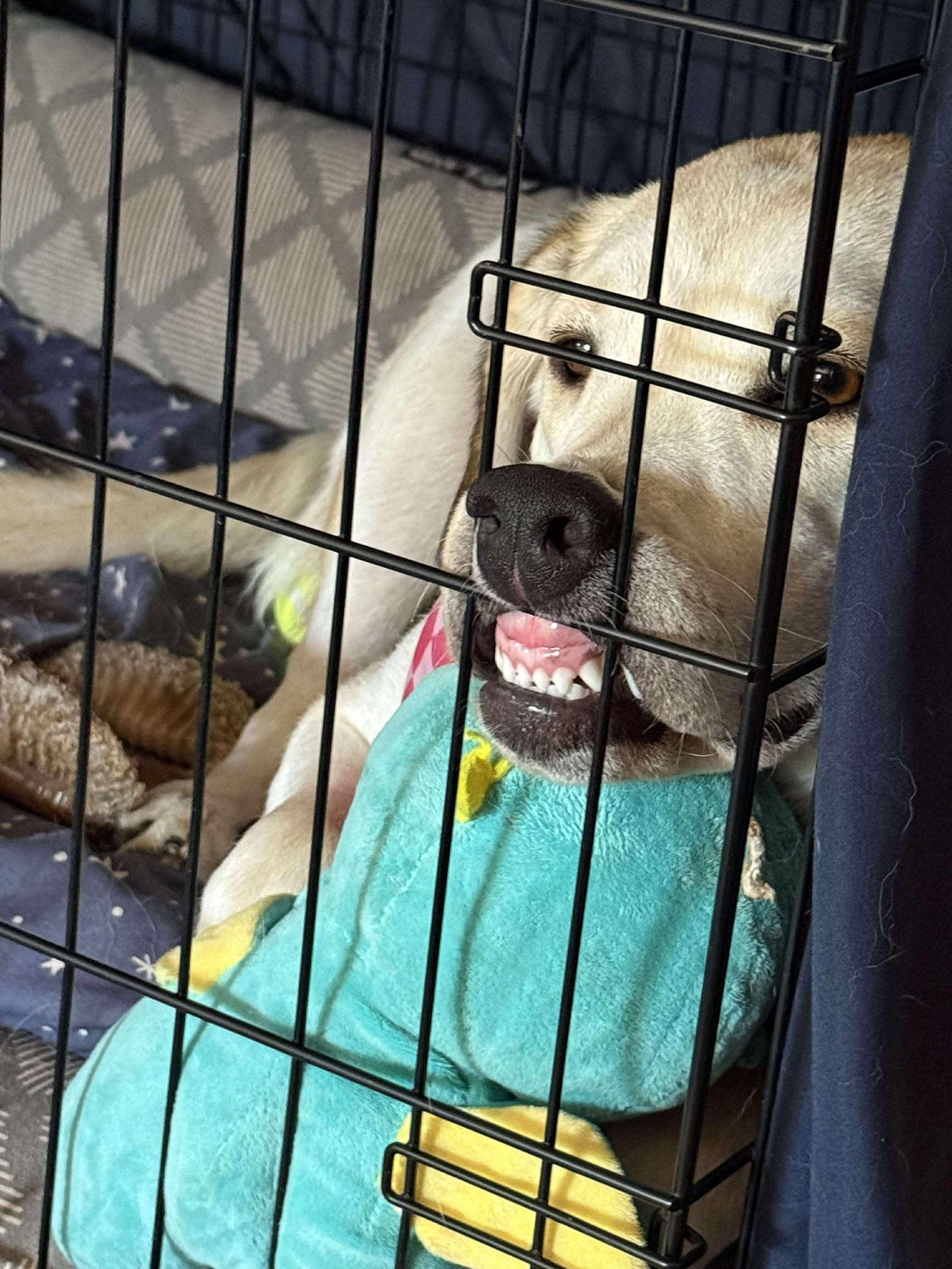 Sunny, Adopted, Young Female Yellow Labrador Retriever.