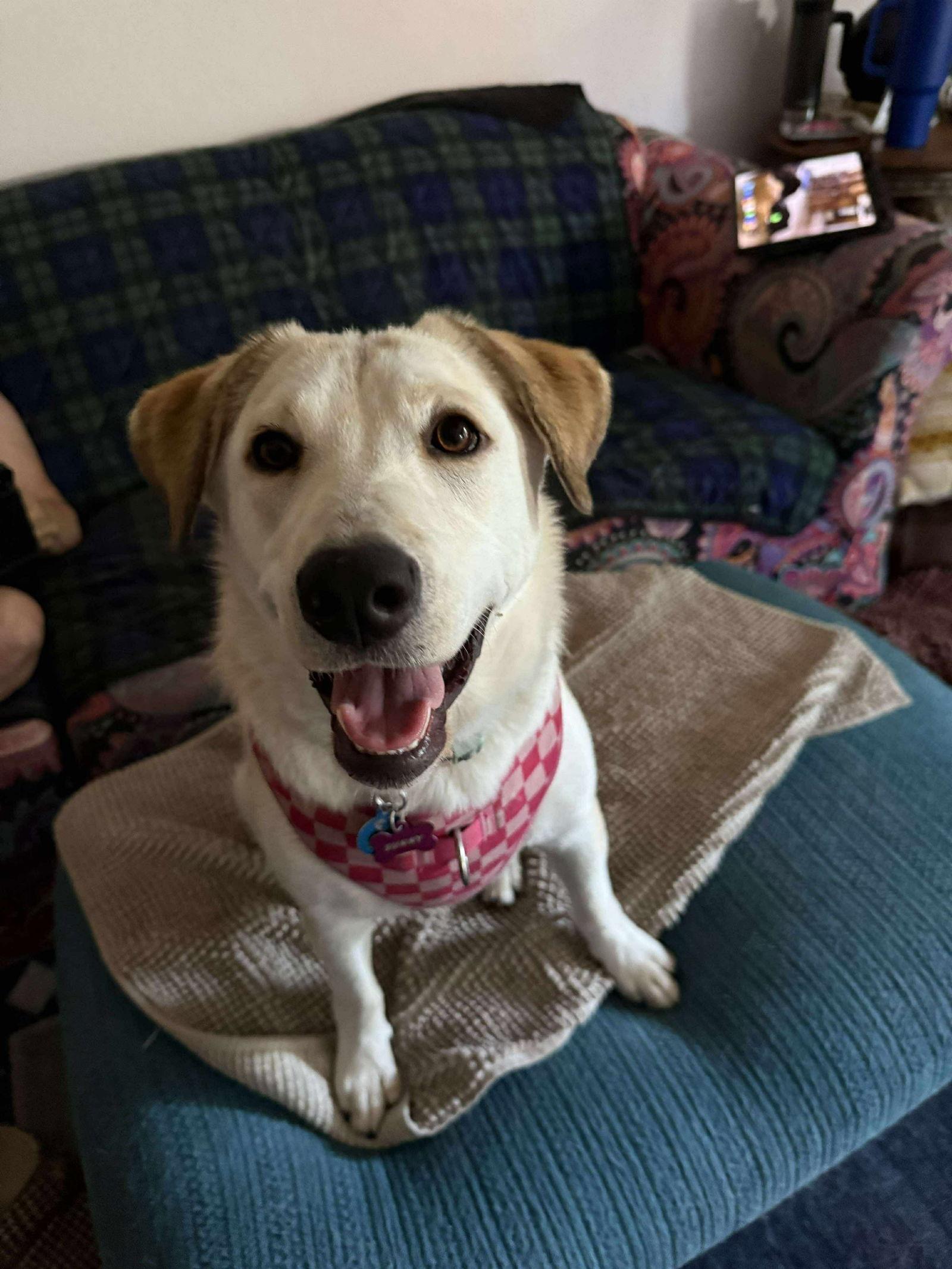 Enlarge Sunny, a Adopted Yellow Labrador Retriever in San Bernardino, CA image 3/3