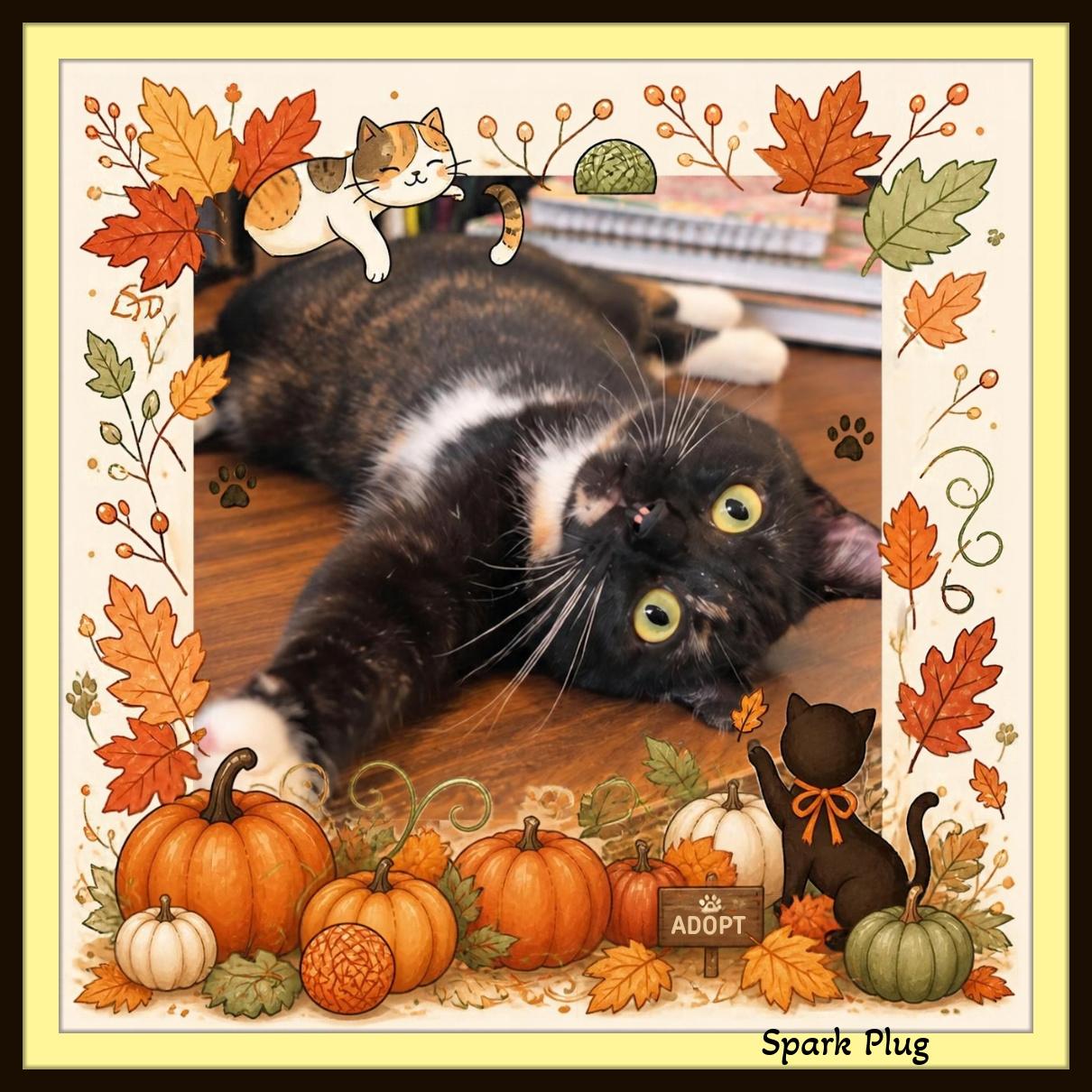 Enlarge Spark Plug - A little magic... a lot of tortie charm, a Adoptable Domestic Short Hair in Winston Salem, NC image 3/4