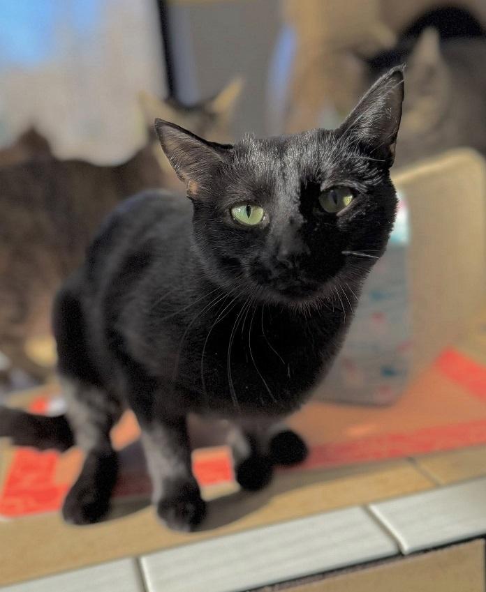 Enlarge JERICA, a ADOPTABLE Domestic Short Hair in Pegram, TN image 2/2