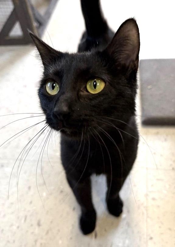 JERICA, ADOPTABLE, Adult Female Domestic Short Hair.