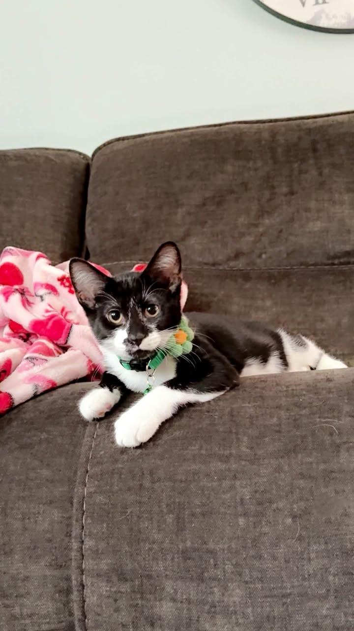 Enlarge Diamond Tiara, a Adoptable Domestic Short Hair in Davison, MI image 2/2