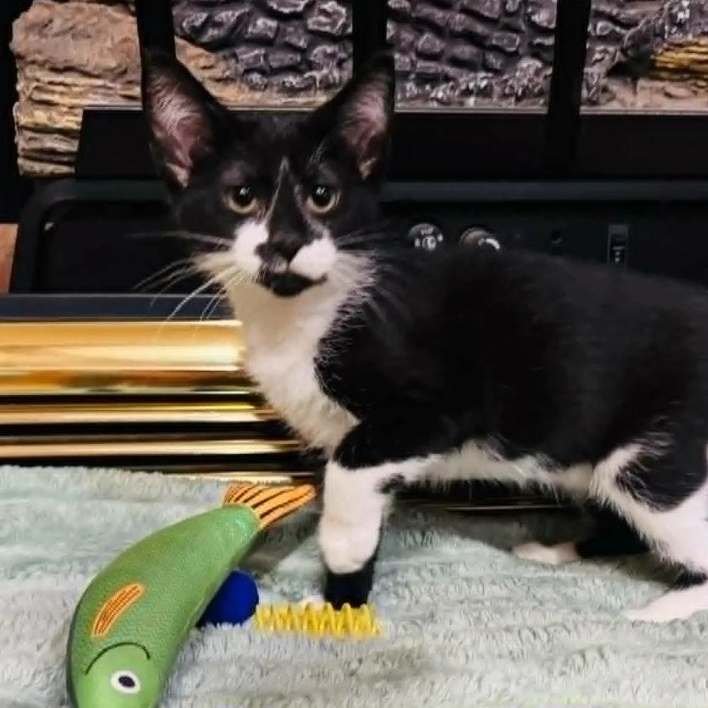 Enlarge Diamond Tiara, a Adoptable Domestic Short Hair in Davison, MI image 1/2