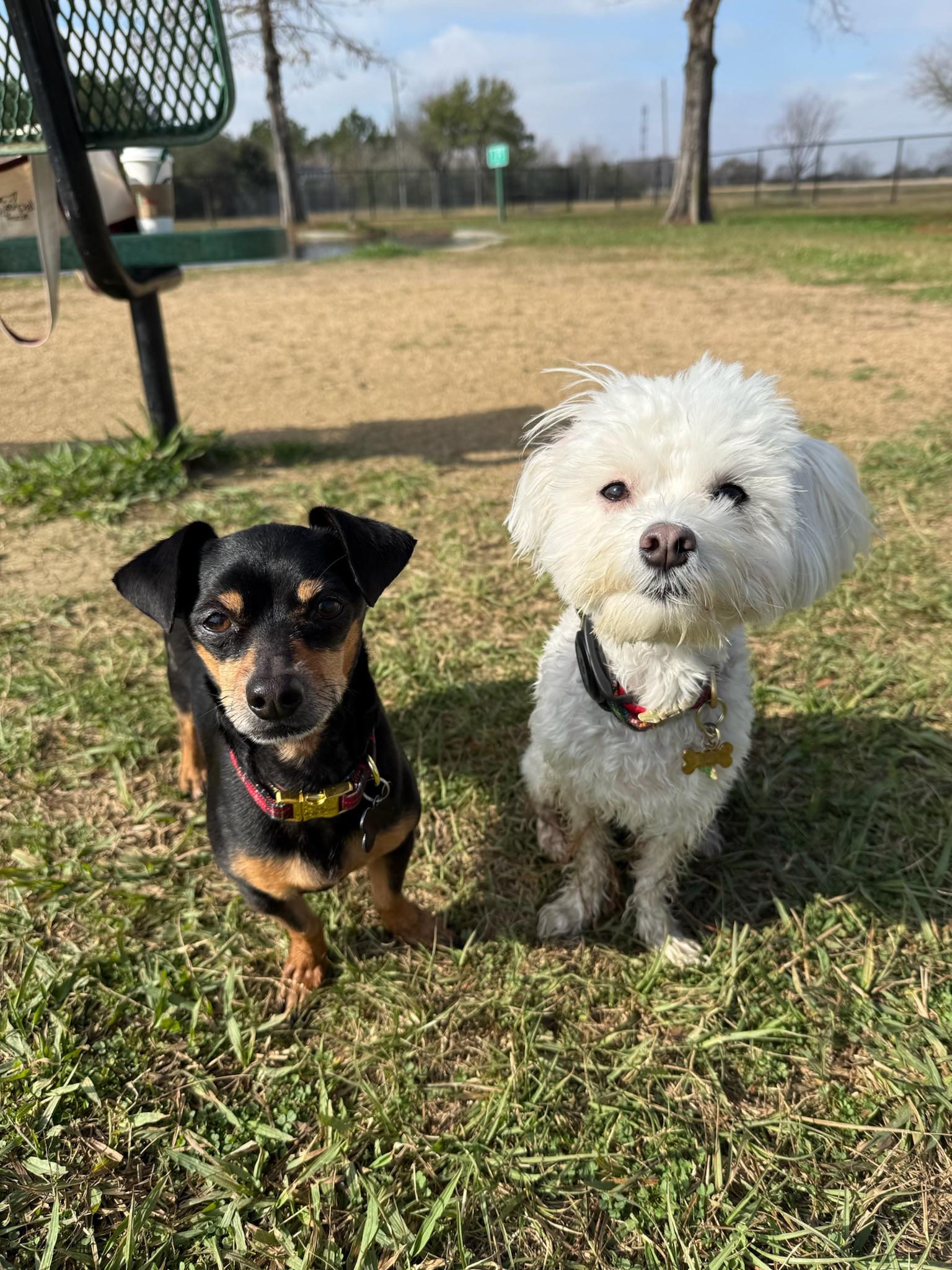 Enlarge Snickerdoodle, a Adoptable mixed breed in Ontario, OR image 5/6