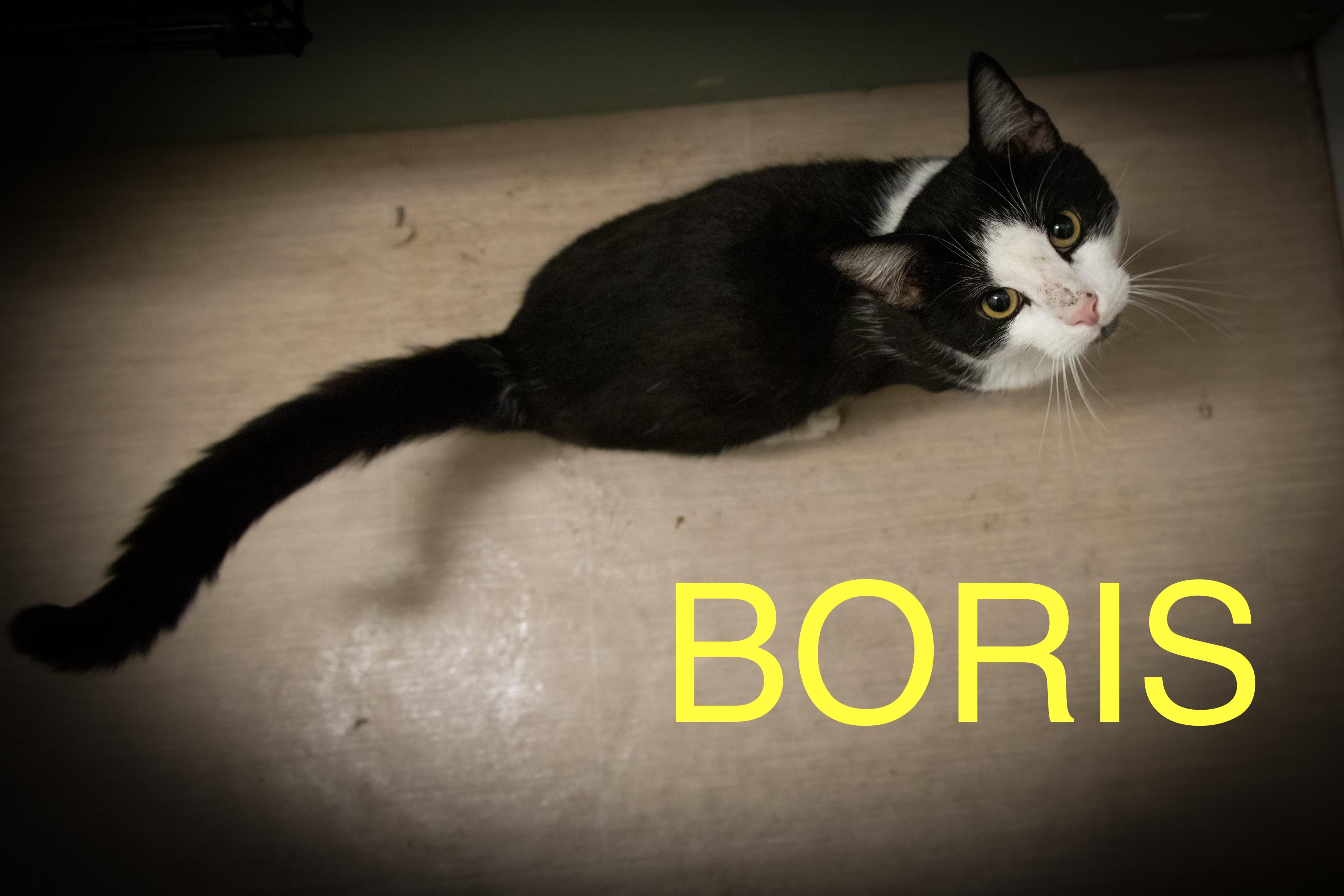 Boris (FCID# 06/25/2025 - 46 Trainer)