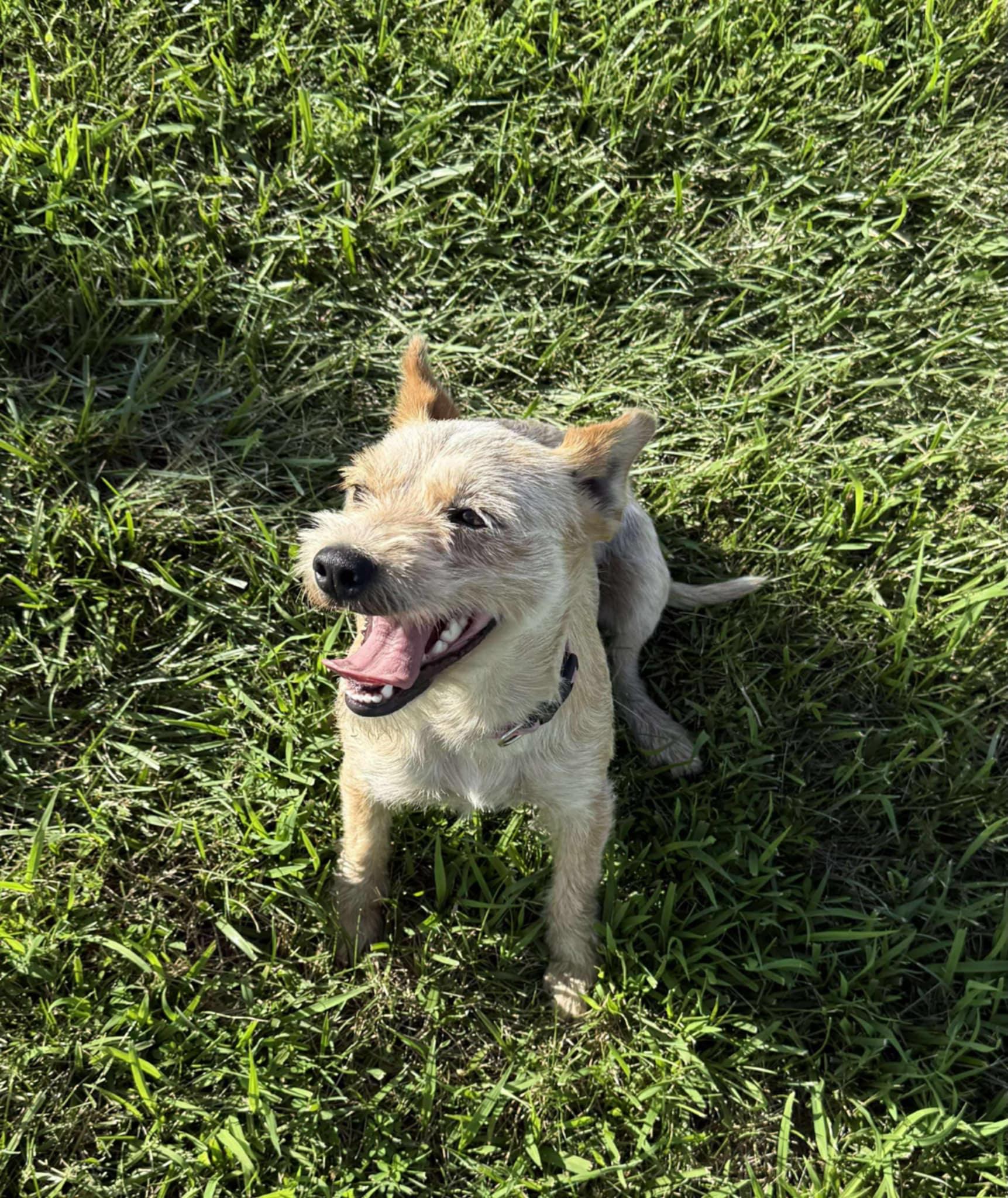 Roscoe (Female), a Adopted mixed breed in Jefferson City, MO image 3/5